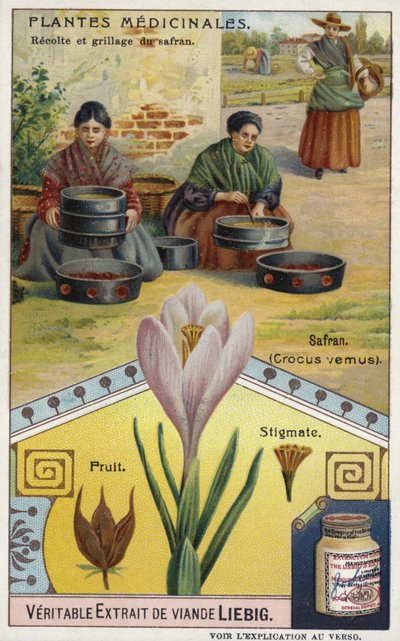 Saffraan: oogsten en roosteren van krokus stigma